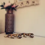 Casa Coqueta Y Confortable En アパート *